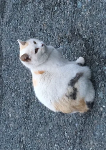 PASSION 小说封面