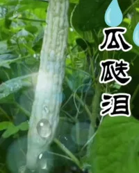 瓜瓞泪 book cover